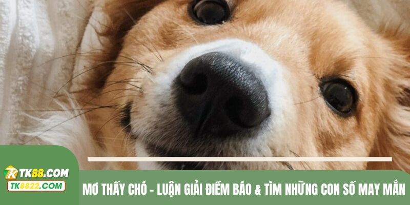 Mơ thấy chó