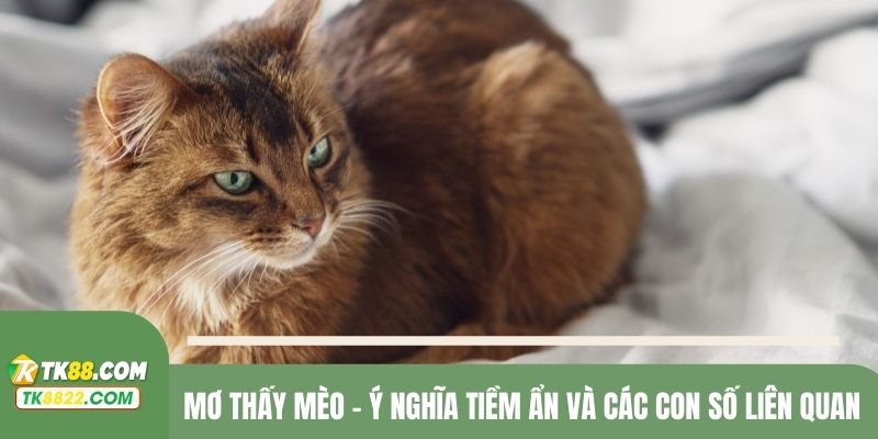 Mơ thấy mèo