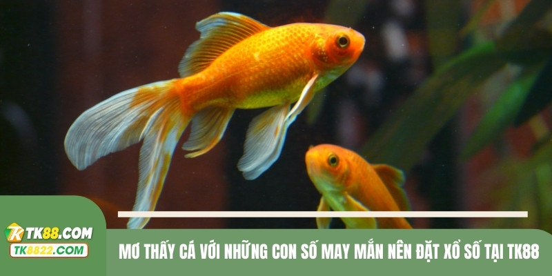 Mơ thấy cá